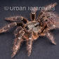 Rear Horned Baboon - Ceratogyrus darlingi