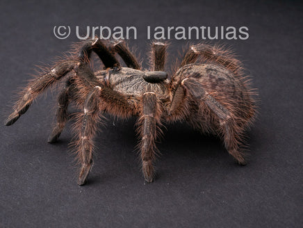 Ceratogyrus darlingi – Rear-Horned Baboon Tarantula for Sale African ...