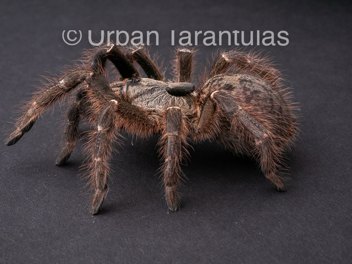 Ceratogyrus darlingi – Rear-Horned Baboon Tarantula for Sale African ...