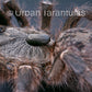 Rear Horned Baboon - Ceratogyrus darlingi