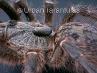 Ceratogyrus darlingi - Rear Horned Baboon