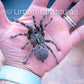 Rear Horned Baboon - Ceratogyrus darlingi