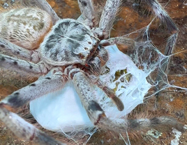 Holconia murrayensis - Murray's Banded Huntsman