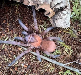 Citharacanthus cyaneus - Orange and Violet Masked Tarantula