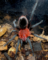 Bumba horrida - Brazilian Red Head Tarantula