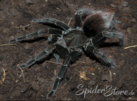 Pamphobeteus tigris - Ecuadorian Black Birdeater Tiger tarantula