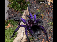 Pamphobeteus tigris - Ecuadorian Black Birdeater Tiger tarantula