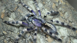 Poecilotheria formosa - Salem Ornamental Tarantula