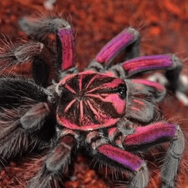 Pamphobeteus sp. “Platyomma" - Pink Bloom Tarantula