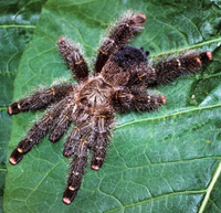 Avicularia rufa - Yellow Banded Pinktoe Tarantula