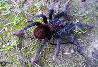 Pamphobeteus nigricolor - Colombian Giant Tarantula