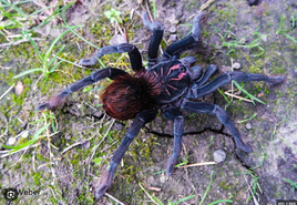 Pamphobeteus nigricolor - Colombian Giant Tarantula
