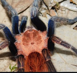 Bonnetina minax - Mexican Copperhead Tarantula