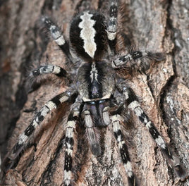 Poecilotheria vittata – Ghost Ornamental Tarantula for Sale