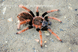 Sericopelma sp Santa Catalina Tarantula