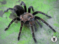 Ewok pruriens - Peruvian Green Velvet Tarantula - amazing beginner
