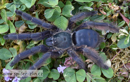 Tapinauchenius violaceus - Purple Tree Spider tarantula