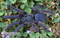 Tapinauchenius violaceus - Purple Tree Spider