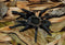 Cyriopagopus minax -Thailand Big Black tarantula FEMALE