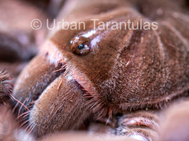 Goliath Birdeater / Birdeating tarantula Theraphosa blondi