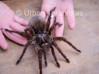 Goliath Birdeater / Birdeating tarantula Theraphosa blondi