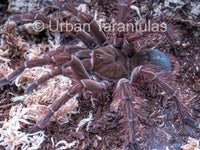 Goliath Birdeater / Birdeating tarantula Theraphosa blondi