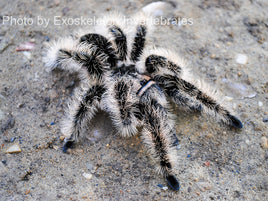 Curly Hair Tarantula -Tliltocatl albopilosus