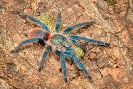 Dolichothele diamantinensis - Brazilian Blue Dwarf Beauty