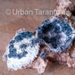 Typhochlaena seladonia * Brazilian Jewel Tarantula *