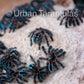 Typhochlaena seladonia * Brazilian Jewel Tarantula *