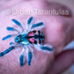 Typhochlaena seladonia * Brazilian Jewel Tarantula *