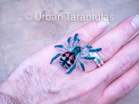 Typhochlaena seladonia * Brazilian Jewel Tarantula * IN STOCK