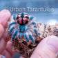 Typhochlaena seladonia * Brazilian Jewel Tarantula *