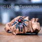 Typhochlaena seladonia * Brazilian Jewel Tarantula *