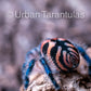 Typhochlaena seladonia * Brazilian Jewel Tarantula *