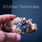 Typhochlaena seladonia * Brazilian Jewel Tarantula *