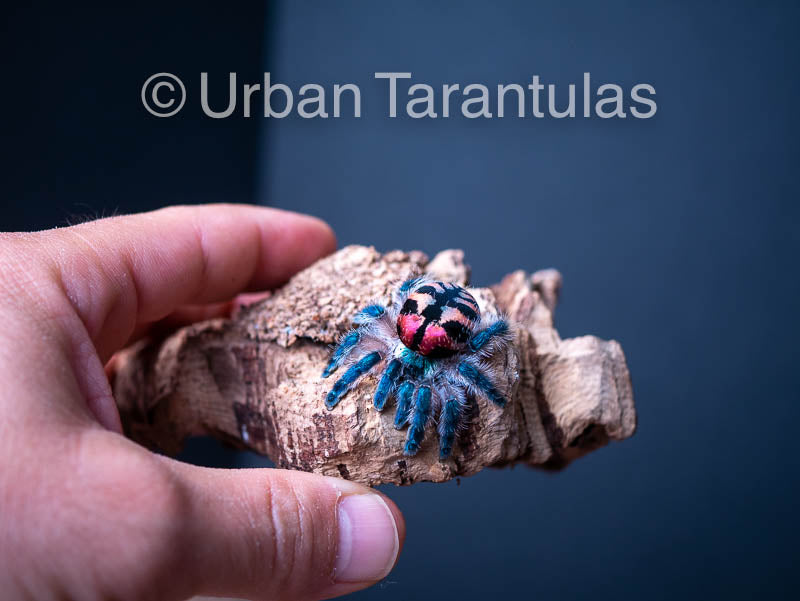 Typhochlaena seladonia * Brazilian Jewel Tarantula * IN STOCK Urban