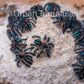 Typhochlaena seladonia * Brazilian Jewel Tarantula *