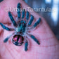 Typhochlaena seladonia * Brazilian Jewel Tarantula *