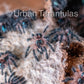 Typhochlaena seladonia * Brazilian Jewel Tarantula *