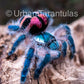 Typhochlaena seladonia * Brazilian Jewel Tarantula *