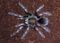 Pamphobeteus vespertinus - Ecuadorian Red Bloom Tarantula