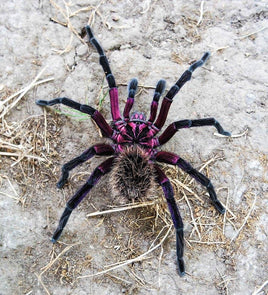 Xenesthis sp Tenebris – Monstrosa - Monster tarantula