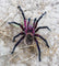 Xenesthis sp Tenebris – Monstrosa - Monster tarantula