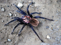 Xenesthis sp Blue - Giant Blue Bloom - Colombian Mountain Tarantula