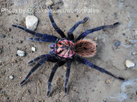Xenesthis sp Blue - Giant Blue Bloom - Colombian Mountain Tarantula