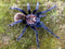Xenesthis sp Blue - Giant Blue Bloom - Colombian Mountain Tarantula