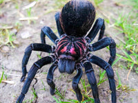 Xenesthis sp. Bright - Giant Bright Birdeating Tarantula
