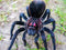 Xenesthis sp. Bright - Giant Bright Birdeating Tarantula
