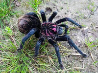 Xenesthis sp. Bright - Giant Bright Birdeating Tarantula